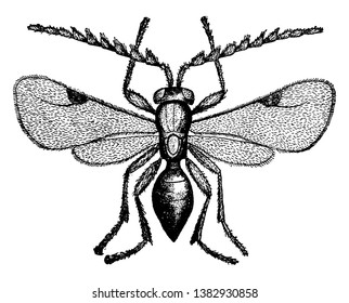 Weizenlouse, ein Ceraphron-Triticum, Vintage-Linie Zeichnung oder Gravur-Illustration.