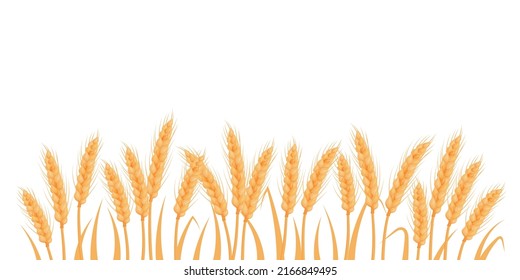 Wheat, oat, rye or barley field silhouette. Cereal plant border, agricultural landscape with golden spikelets. Banner for design beer, bread, flour packaging.