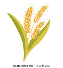 Wheat. Oatmeal bouquet. Wheat spikelets. Wheat, rye, rye ear, symbol of farming, bread, harvest. Whole stems, an organic vegetarian element of food packaging. Vector flat illustration. 