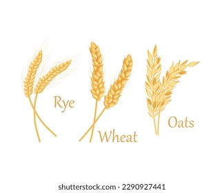 Wheat, oats and barley. Ears of cereal crops. Cereals set. Vector illustration