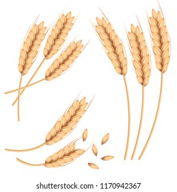 Wheat ,oats or barley isolated on a white background. Vector realistic illustration