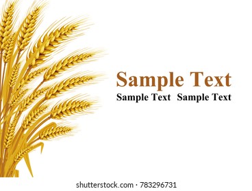 Wheat on the white background in the left hand corner has space for text input. Vector illustrations