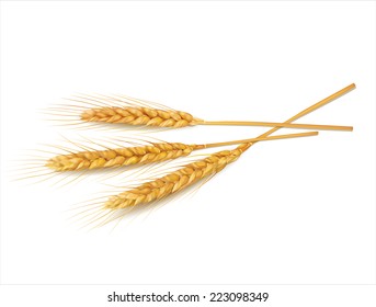 Wheat on white  background. Vector eps 10.