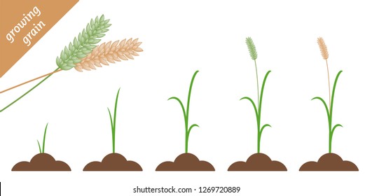 a wheat plant is growing up