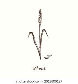 Wheat plant. Ink black and white doodle drawing in woodcut style.