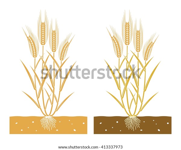 Wheat Plant Leaves Ears Wheat Stock Vector (Royalty Free) 413337973