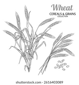 Wheat Plant with Seeds Outline Illustration
