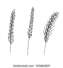 Wheat plant spikelets, vector doodle illustration, hand drawing, sketch