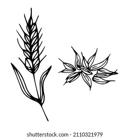 Wheat Plant Spikelets, Vector Doodle Illustration, Hand Drawing, Sketch