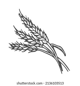 Wheat plant spikelets, vector doodle illustration, hand drawing, sketch