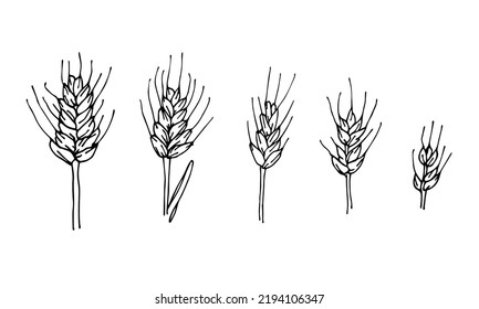 Wheat plant spikelet's, vector doodle illustration, hand drawing, sketch. 