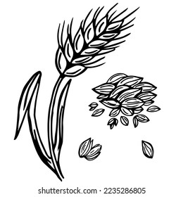 Wheat plant spikelets, vector doodle illustration, hand drawing, sketch