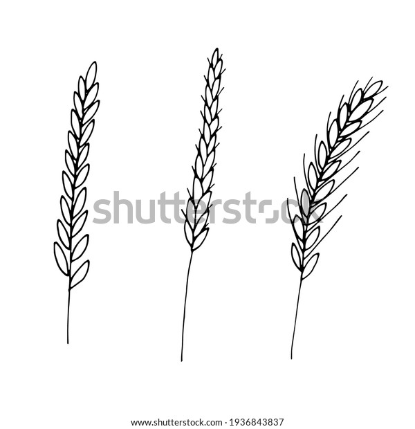Wheat Plant Spikelets Vector Doodle Illustration Stock Vector (Royalty ...