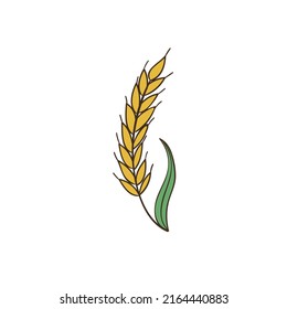 ilustración de diseño de vectores de plantas de trigo