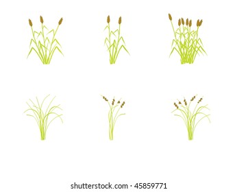wheat plants
