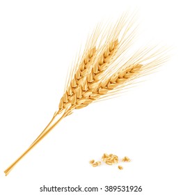 Wheat, Realistic Vector Illustration