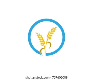 Wheat rice logo design template