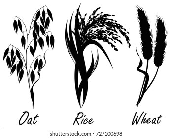 Wheat, rice, oat. Set of realistic vector silhouettes of cereal plants on white background. 
