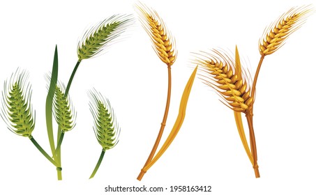 Wheat, rice spike and green and gold leaves on white background