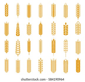 Wheat, rye and barley ear set isolated on white background. Grain ears vector illustration for beer, baking and farming label designs