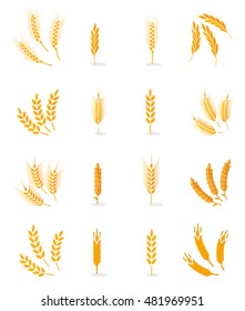 Wheat, rye and barley isolated on white background. Vector wheat. Grain vector isolated. Harvest. Organic food. Farmers product. Agriculture product. Wheat vector. Design elements for bread packaging.