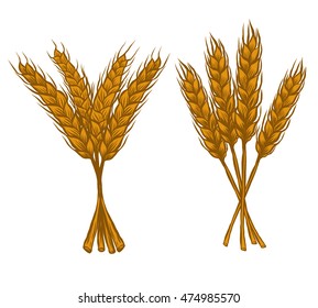 Wheat, rye, bread on a white background. sketch