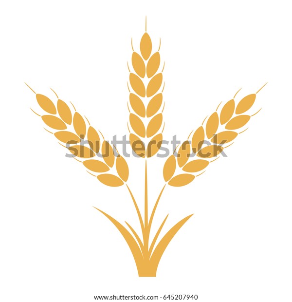 穀物を含む小麦またはライ麦の穂 黄色い大麦の茎が3束 ベクターイラスト のベクター画像素材 ロイヤリティフリー