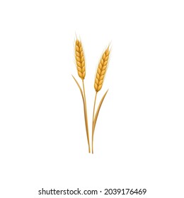 Wheat or rye grain ear and barley spike, vector isolated icon. Wheat or rye cereal plant, autumn harvest and flour food, farm agriculture and fall seeds stalk crop for Thanksgiving
