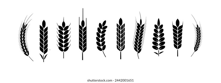 Wheat and rye logo ears. Barley rice grains and elements for beer or organic agricultural food. Vector