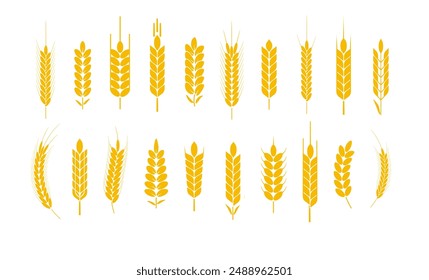 Wheat and rye logo ears. Barley rice grains and elements for beer or organic agricultural food. Vector