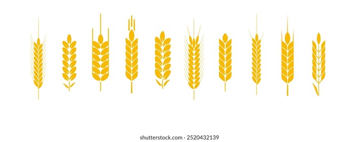 Wheat and rye logo ears. Barley rice grains and elements for beer or organic agricultural food. Vector