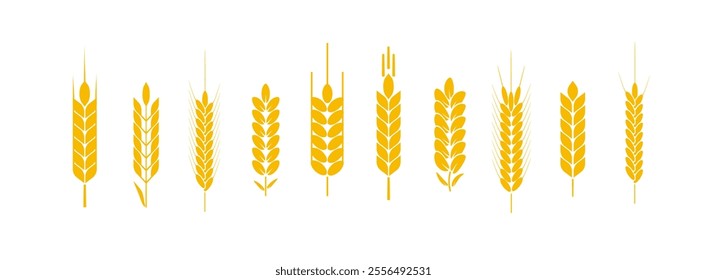 Wheat and rye logo ears. Barley rice grains and elements for beer or organic agricultural food. Vector