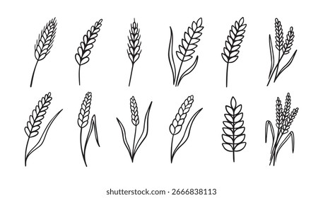 wheat and rye ripe doodle hand drawn icon set. Outline drawing wheat and rye ripe line clipart symbol collection. Vector illustration