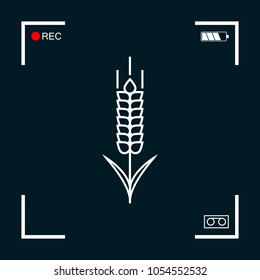 Wheat or rye spikelet icon