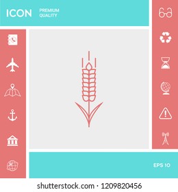 Wheat or rye spikelet icon