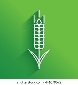 Wheat or rye spikelet icon.