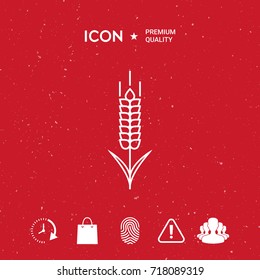 Wheat or rye spikelet icon