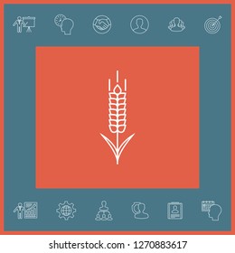 Wheat or rye spikelet icon. Graphic elements for your design