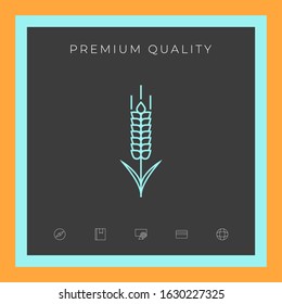 Wheat or rye spikelet icon. Graphic elements for your design