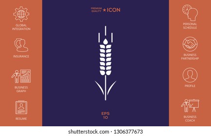 Wheat or rye spikelet symbol. Graphic elements for your design