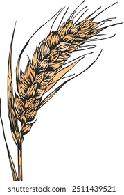 wheat or rye without background