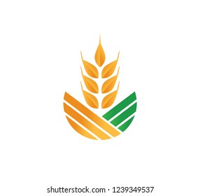 wheat seed stalk field vector for logo or illustration template
