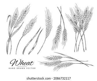 Wheat set in hand drawn sketch style, flat vector illustration on white background. Collection of engraved monochrome wheat ears with leaves. Design for bakery products.