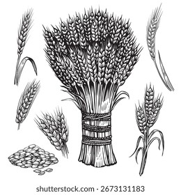 Boceto de gavilla de trigo. Conjunto de Vector con grano, espigas de trigo. Ilustración del dibujo de diversa espiguilla, estilo grabado