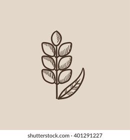 Wheat sketch icon.