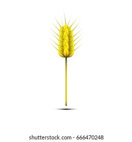 Wheat spike on white background