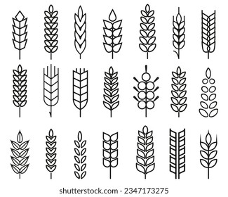 Wheat spike and rye ears collection. Set of black wheat icon. Barley spike or corn ear collection