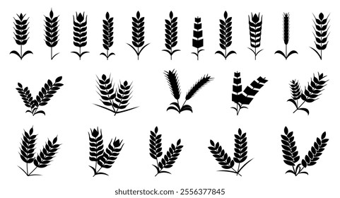 Wheat spike and rye ears collection. Set of black wheat icon. Barley spike or corn ear collection