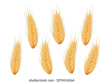 Wheat spike set. Grains of cereals. Harvest, agriculture or bakery theme.

