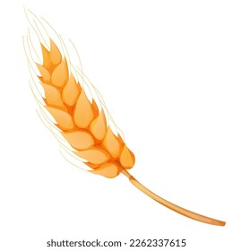 Wheat spikelet, grain on straw in cartoon style, detailed isolated on white background. Agriculture plant with seeds
